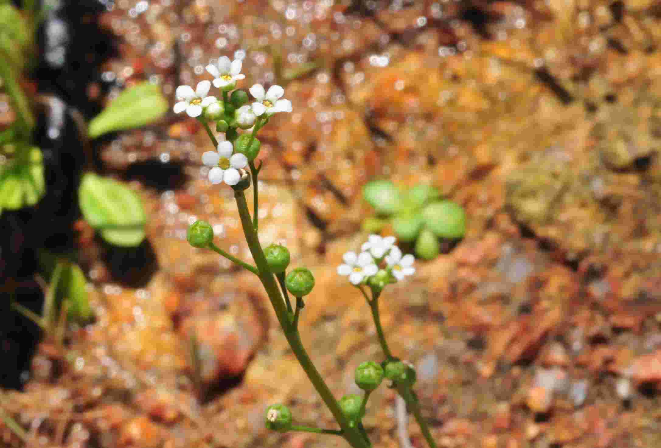 Primulaceae : Samolus valerandi